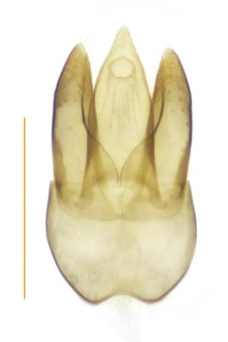 Laricobius erichsoni